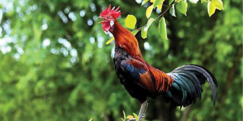 phân biệt gà tiếng gáy